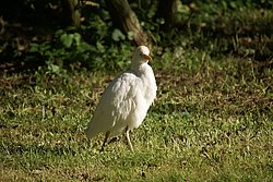 Kuhreiher-7.jpg