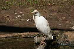 Kuhreiher-8.jpg