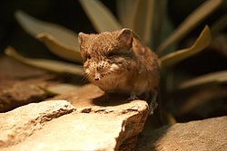Kurzohr-Ruesselspringer-2.JPG