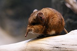 Kurzohr-Ruesselspringer-3.JPG