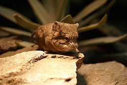 Kurzohr-Ruesselspringer-4.JPG