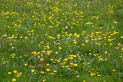 Wiese-03.JPG