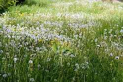 Wiese-06.JPG