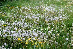 Wiese-07.JPG
