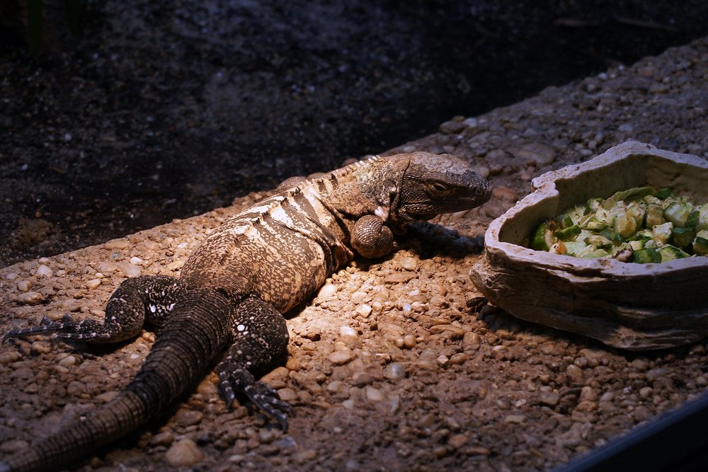 Leguan-03.JPG