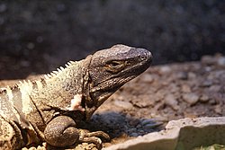 Leguan-02.JPG