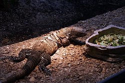Leguan-03.JPG