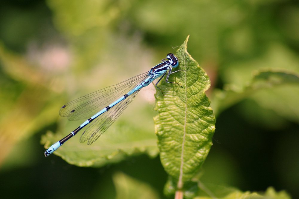 Blaue-Federlibelle-001.JPG