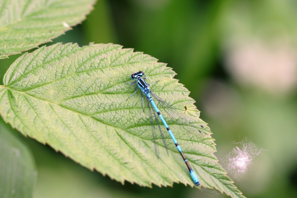 Blaue-Federlibelle-004.JPG