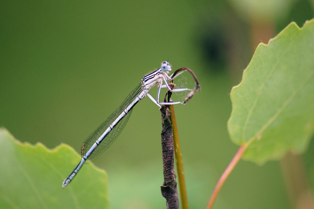 Federlibellen-005.JPG