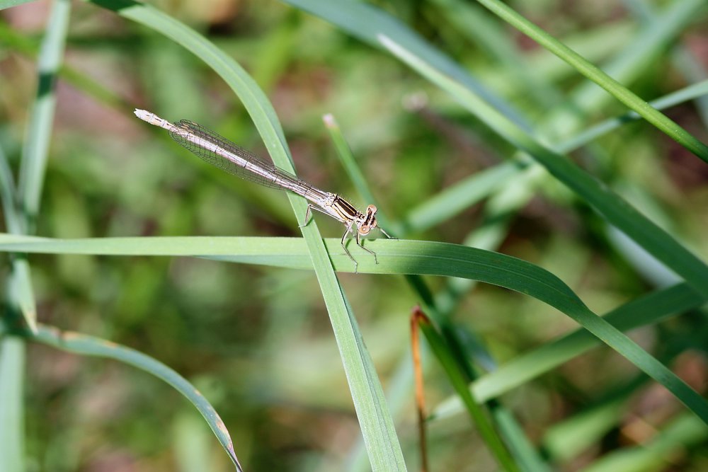 Federlibellen-010.JPG