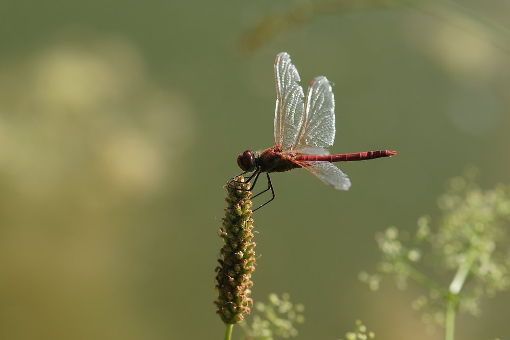 Frhe Heidelibelle (Sympetrum fonscolombii)-001.JPG