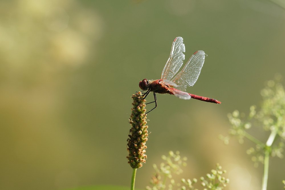 Frhe Heidelibelle (Sympetrum fonscolombii)-002.JPG
