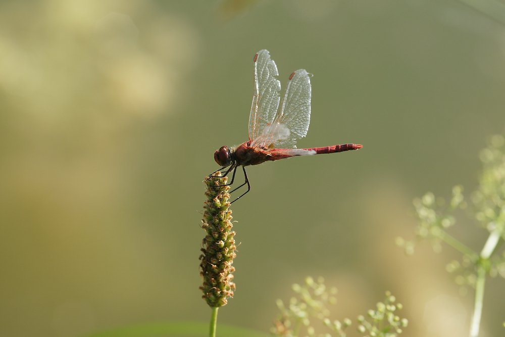 Frhe Heidelibelle (Sympetrum fonscolombii)-003.JPG