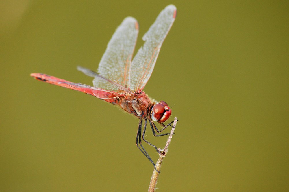 Gemeine Heidelibelle (Sympetrum vulgatum) -001.JPG