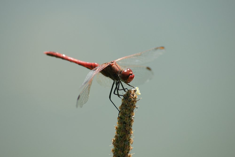 Gemeine Heidelibelle (Sympetrum vulgatum) 006.JPG