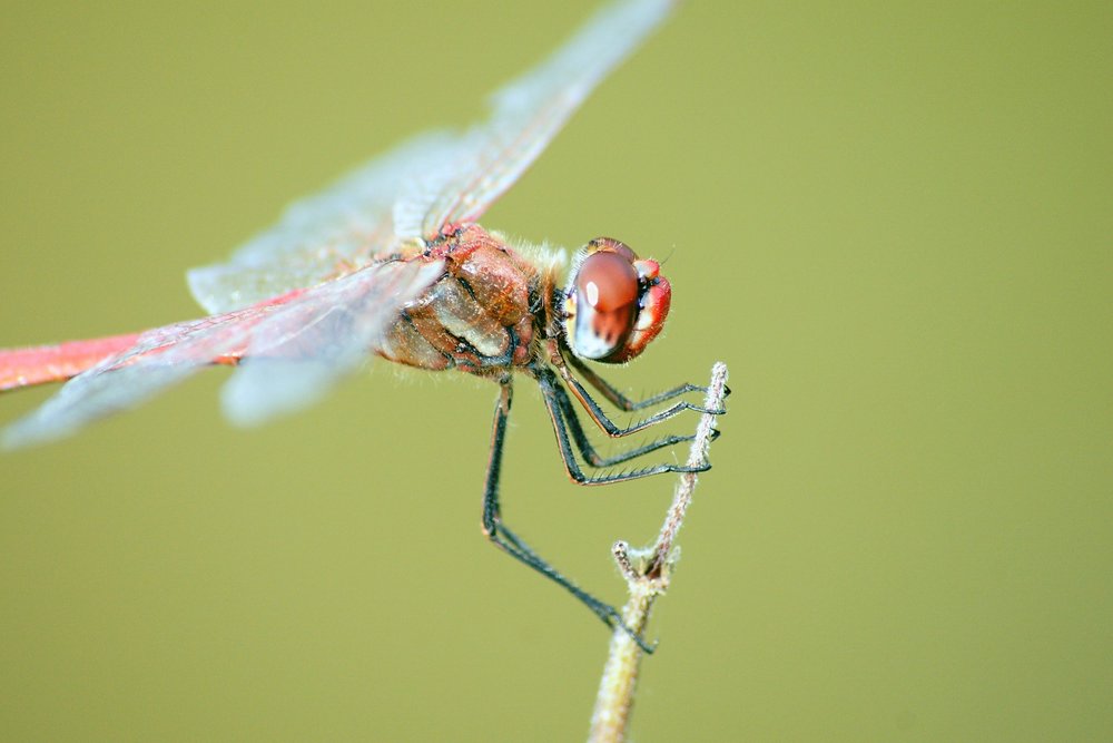 Gemeine Heidelibelle (Sympetrum vulgatum)-001.JPG