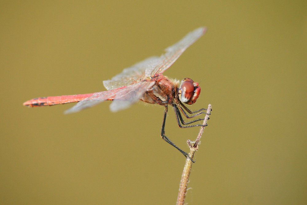 Gemeine Heidelibelle (Sympetrum vulgatum)-003.JPG