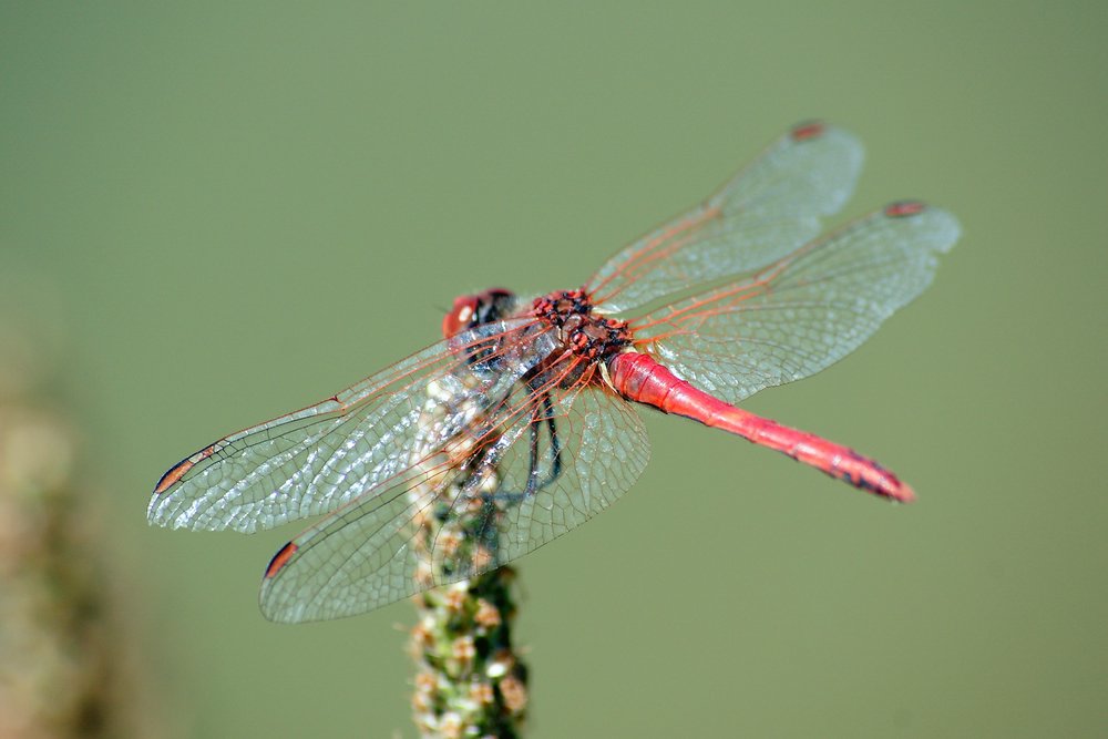 Gemeine Heidelibelle (Sympetrum vulgatum)-004.JPG