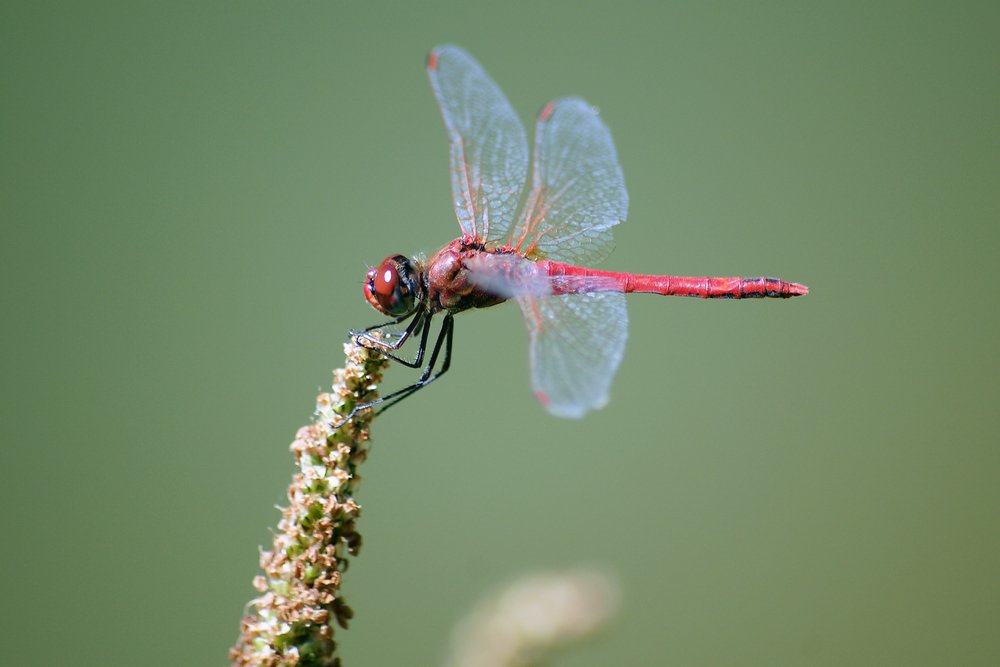 Gemeine Heidelibelle (Sympetrum vulgatum)-005.JPG