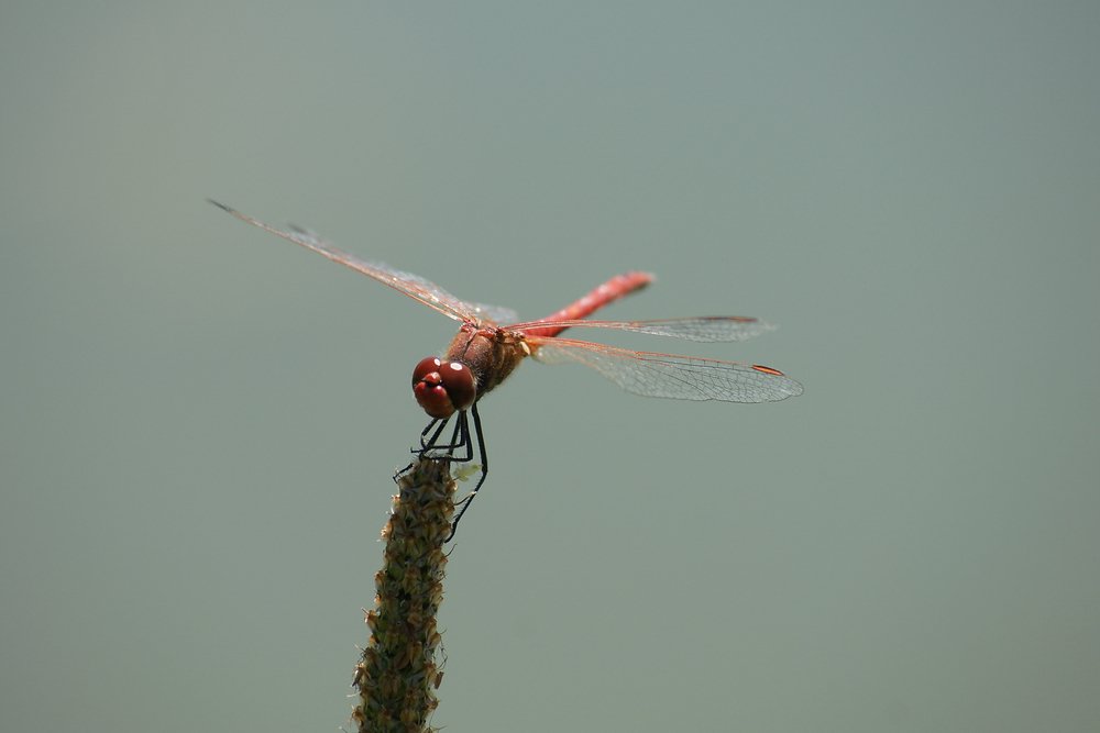 Gemeine Heidelibelle (Sympetrum vulgatum)-007.JPG