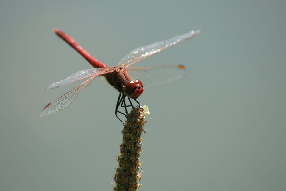 Gemeine Heidelibelle (Sympetrum vulgatum)-008.JPG