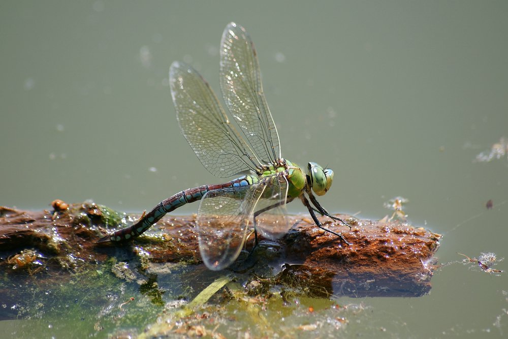 Grosse Koenigslibelle-002.JPG