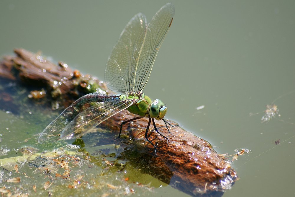 Grosse Koenigslibelle-003.JPG