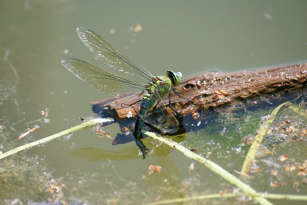 Grosse Koenigslibelle-005.JPG