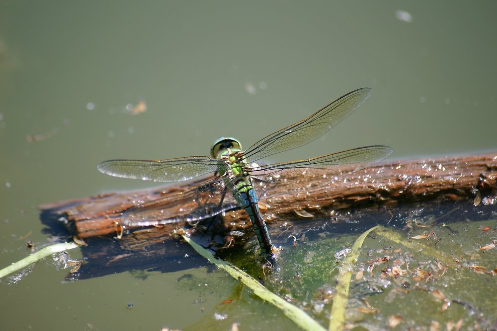 Grosse Koenigslibelle-006.JPG