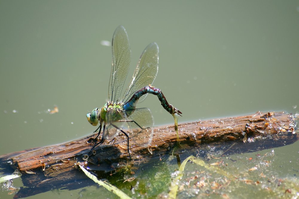Grosse Koenigslibelle-007.JPG
