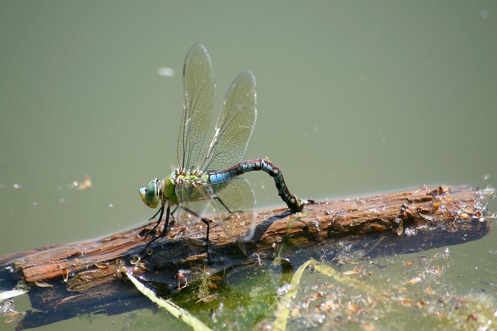 Grosse Koenigslibelle-008.JPG