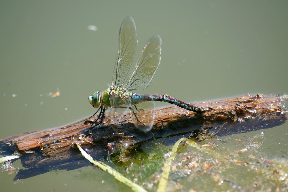 Grosse Koenigslibelle-009.JPG