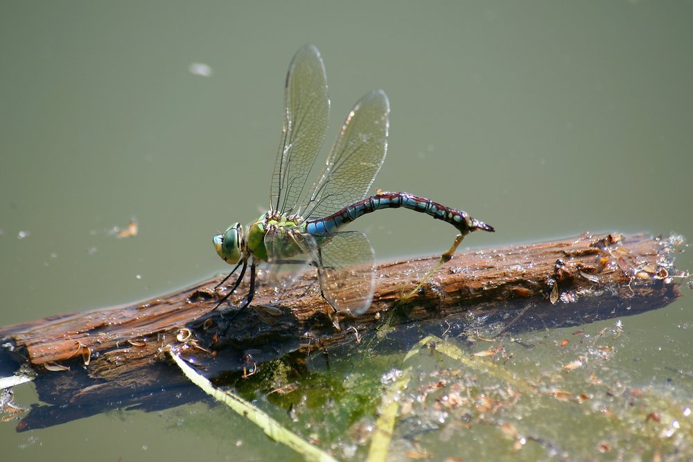 Grosse Koenigslibelle-010.JPG
