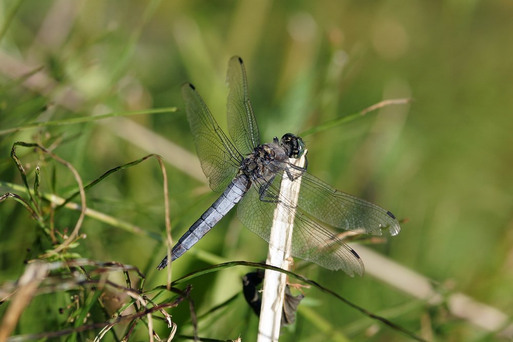 Grosser Blaupfeil (Orthetrum cancellatum)-001.JPG