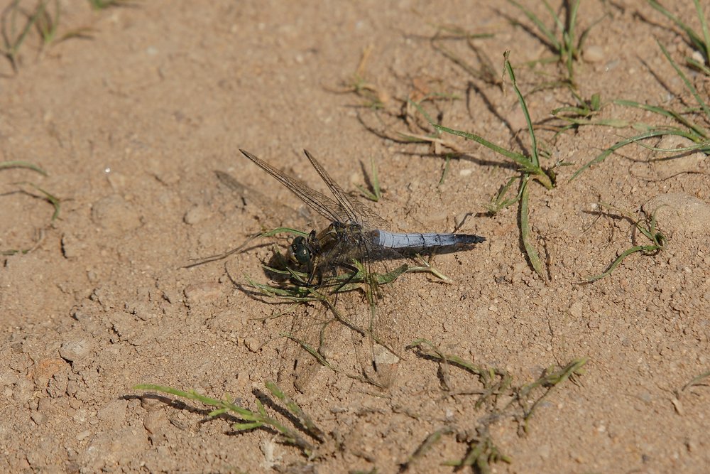 Grosser Blaupfeil (Orthetrum cancellatum)-003.jpg