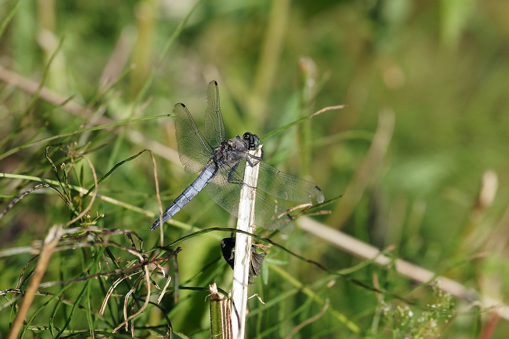 Grosser Blaupfeil (Orthetrum cancellatum)-004.JPG