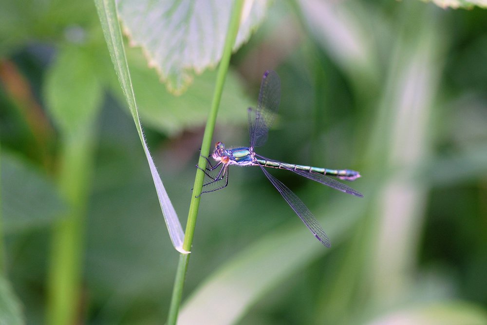 Libelle-001.JPG