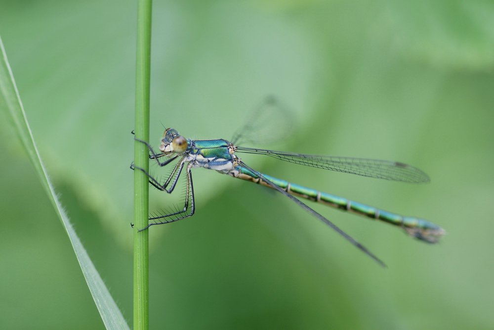 Libelle-002.jpg