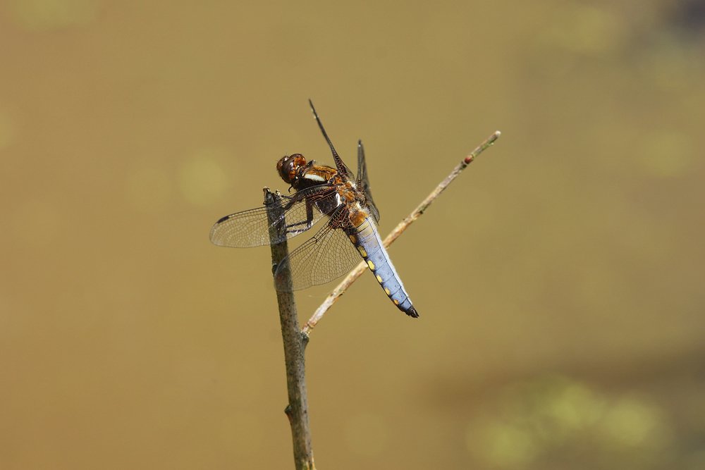 Plattbauch-Maenchen-001.jpg
