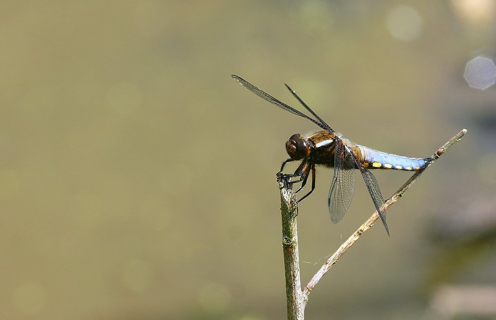 Plattbauch-Maenchen-002.jpg