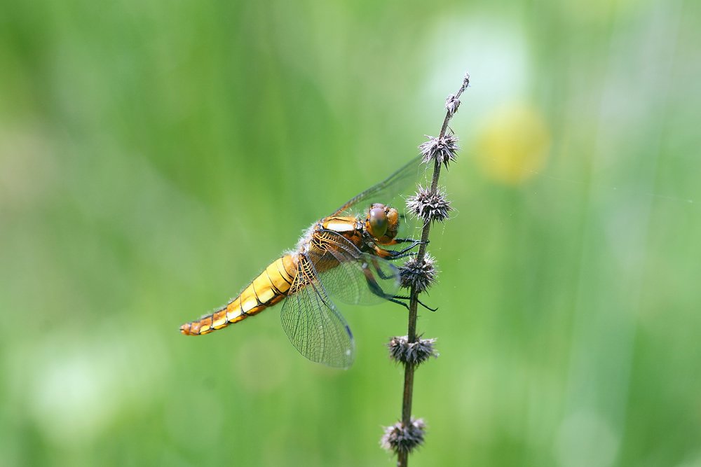 Plattbauch-Weibchen-002.JPG