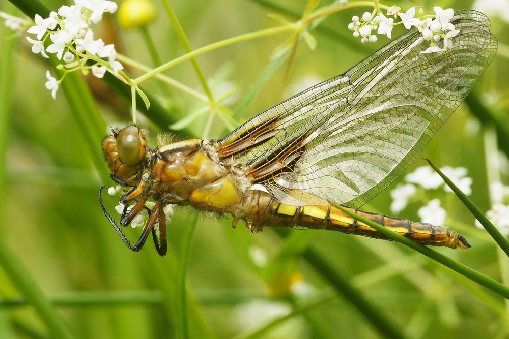 Plattbauch-Weibchen-005.jpg