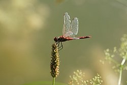 Fr�he Heidelibelle (Sympetrum fonscolombii)-003.JPG