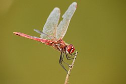 Gemeine Heidelibelle (Sympetrum vulgatum) -001.JPG