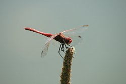Gemeine Heidelibelle (Sympetrum vulgatum) 006.JPG