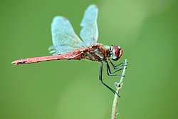 Gemeine Heidelibelle (Sympetrum vulgatum)-002.JPG