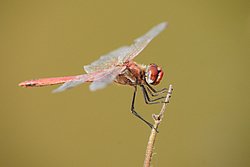 Gemeine Heidelibelle (Sympetrum vulgatum)-003.JPG