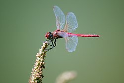 Gemeine Heidelibelle (Sympetrum vulgatum)-005.JPG