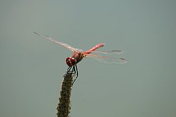 Gemeine Heidelibelle (Sympetrum vulgatum)-007.JPG